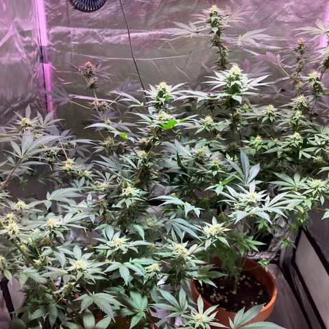 Apple Fritter growlog timeline photo