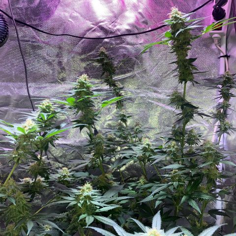 Apple Fritter growlog timeline photo