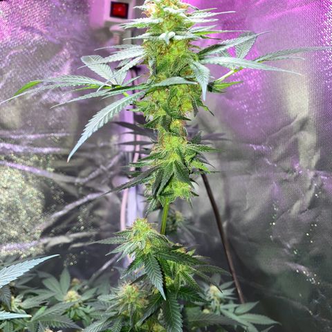 Apple Fritter growlog timeline photo