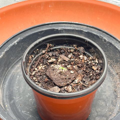Barney’s Farm Pineapple Chunk  growlog photo: seedling has sprouted 