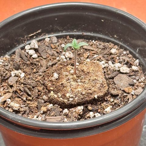 Barney’s Farm Pineapple Chunk  growlog photo: Day 2 seedling sprout has grown in size watered once a day with some lotus and clonex nutrients in a spray bottle on 24hrs in a 85-88° tent 