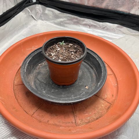 Barney’s Farm Pineapple Chunk  growlog timeline photo