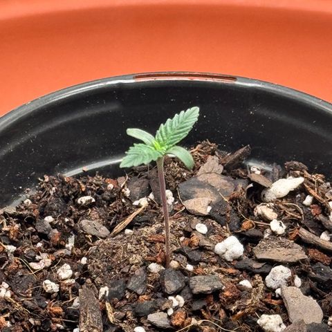 Barney’s Farm Pineapple Chunk  growlog photo: more leaves are beginning to sprout 
