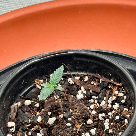 Barney’s Farm Pineapple Chunk  growlog timeline photo
