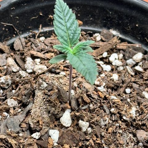 Barney’s Farm Pineapple Chunk  growlog photo: Next set of leaves are growing in while the first set are doubling in size 