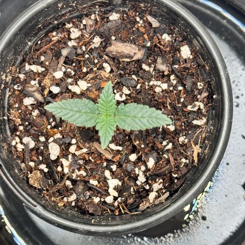 Barney’s Farm Pineapple Chunk  growlog timeline photo