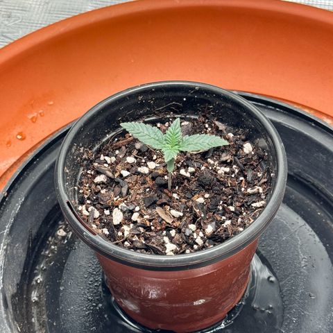 Barney’s Farm Pineapple Chunk  growlog timeline photo