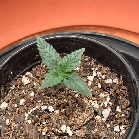 Barney’s Farm Pineapple Chunk  growlog photo: plant is growing nodes 