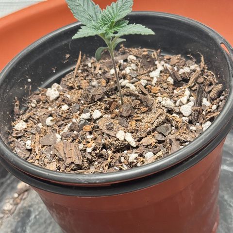 Barney’s Farm Pineapple Chunk  growlog photo: plant is growing nodes 