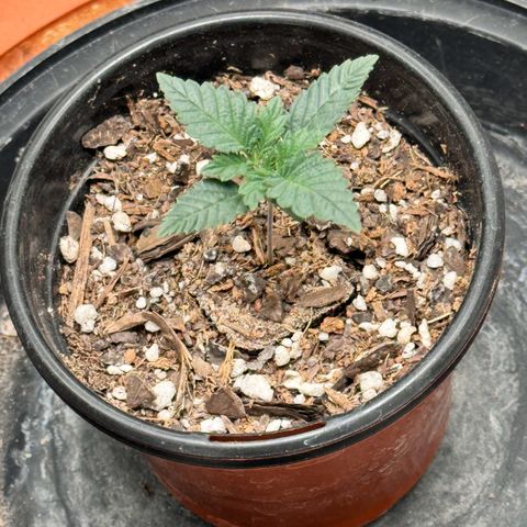 Barney’s Farm Pineapple Chunk  growlog timeline photo