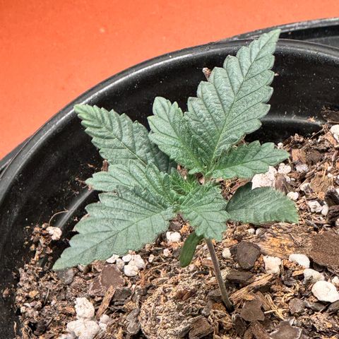 Barney’s Farm Pineapple Chunk  growlog timeline photo
