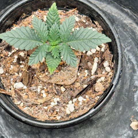 Barney’s Farm Pineapple Chunk  growlog timeline photo