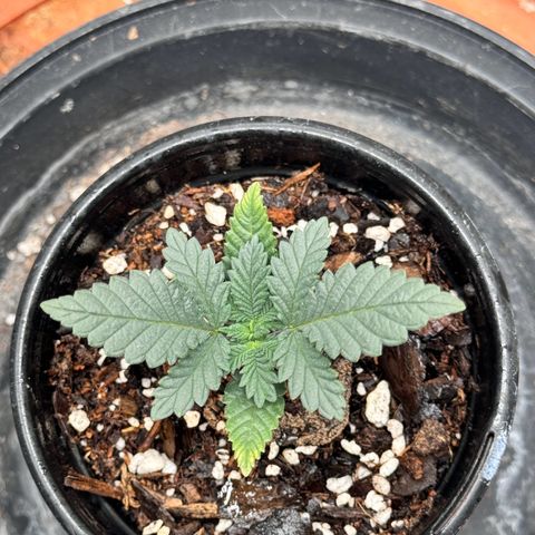 Barney’s Farm Pineapple Chunk  growlog timeline photo