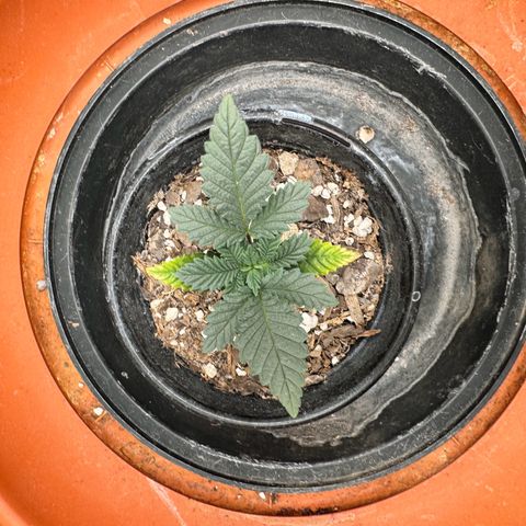 Barney’s Farm Pineapple Chunk  growlog timeline photo