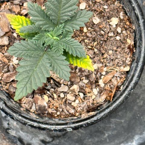 Barney’s Farm Pineapple Chunk  growlog photo: Ive learned the yellowing on the leaves is from nutrient burn. Ive stopped watering with nutrients and have begun watering with just regular 6.5 ph filtered water 