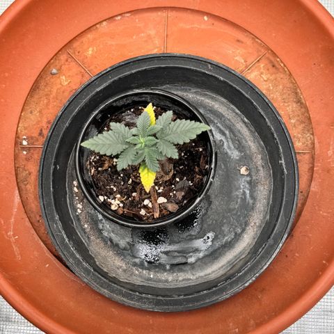 Barney’s Farm Pineapple Chunk  growlog timeline photo