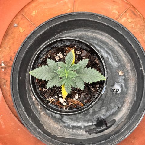 Barney’s Farm Pineapple Chunk  growlog timeline photo