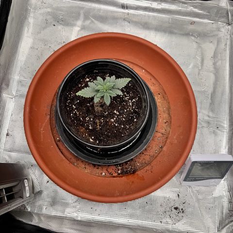 Barney’s Farm Pineapple Chunk  growlog photo: i teimmed the damaged foliage off and transplanted into to the next pot before the 5 gal fabric watered it with a watering can after 