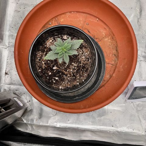 Barney’s Farm Pineapple Chunk  growlog timeline photo