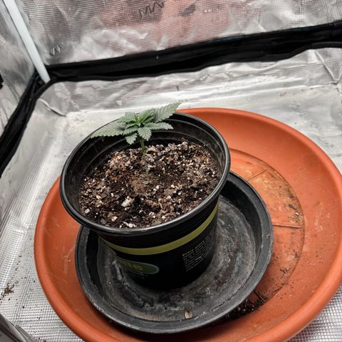 Barney’s Farm Pineapple Chunk  growlog timeline photo
