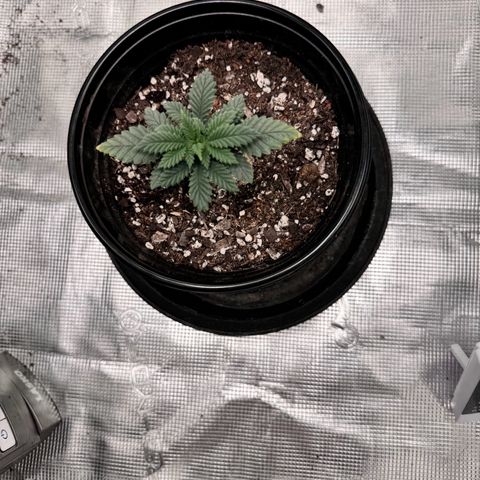 Barney’s Farm Pineapple Chunk  growlog timeline photo