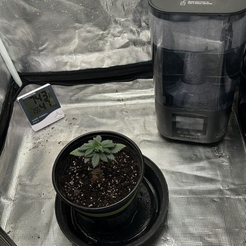 Barney’s Farm Pineapple Chunk  growlog photo: watered until slight runoff 