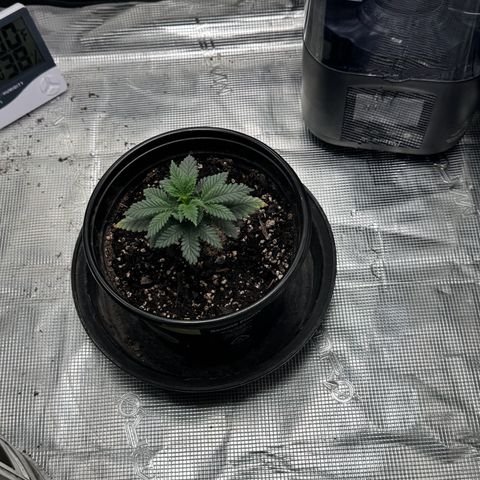 Barney’s Farm Pineapple Chunk  growlog timeline photo