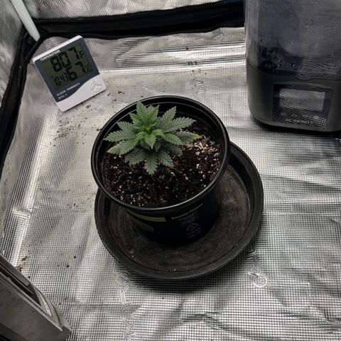 Barney’s Farm Pineapple Chunk  growlog timeline photo