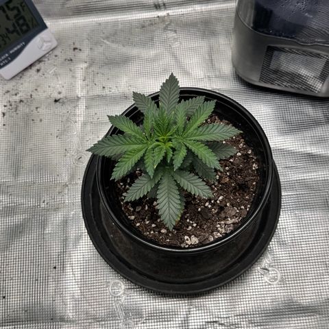 Barney’s Farm Pineapple Chunk  growlog timeline photo