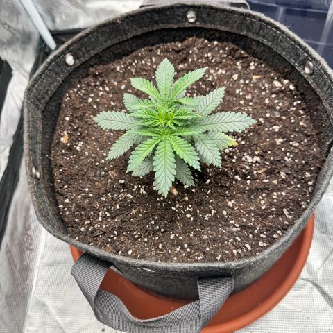 Barney’s Farm Pineapple Chunk  growlog photo: transplanted into 5 gal fabric pot raised the light set my light ppgd to around 250 with about 18 dli