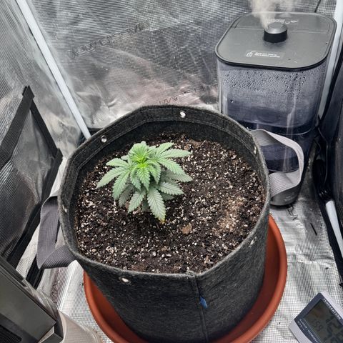 Barney’s Farm Pineapple Chunk  growlog timeline photo