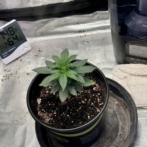 Barney’s Farm Pineapple Chunk  growlog timeline photo