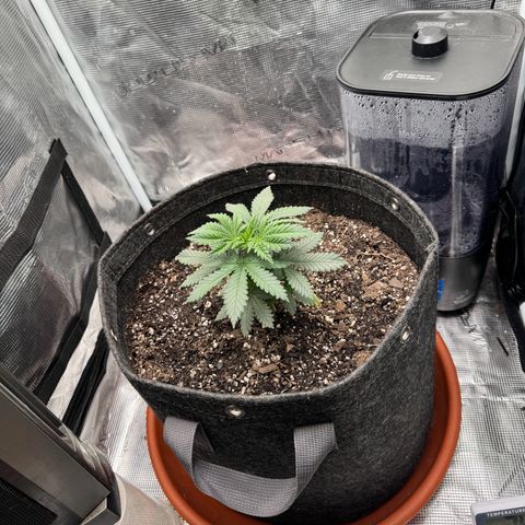 Barney’s Farm Pineapple Chunk  growlog timeline photo