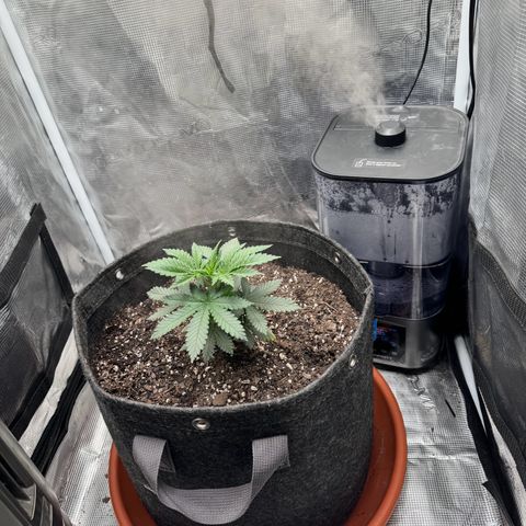 Barney’s Farm Pineapple Chunk  growlog timeline photo