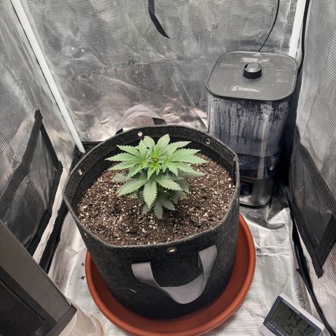 Barney’s Farm Pineapple Chunk  growlog timeline photo