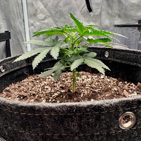 Barney’s Farm Pineapple Chunk  growlog timeline photo