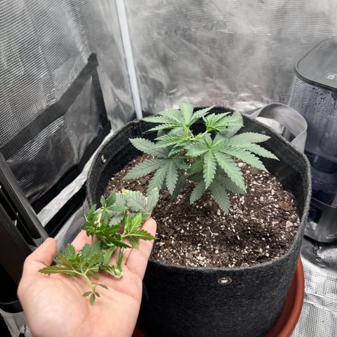 Barney’s Farm Pineapple Chunk  growlog timeline photo