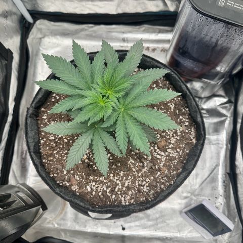 Barney’s Farm Pineapple Chunk  growlog timeline photo