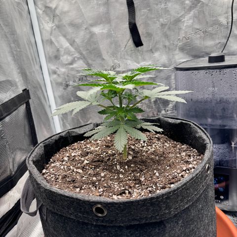 Barney’s Farm Pineapple Chunk  growlog timeline photo