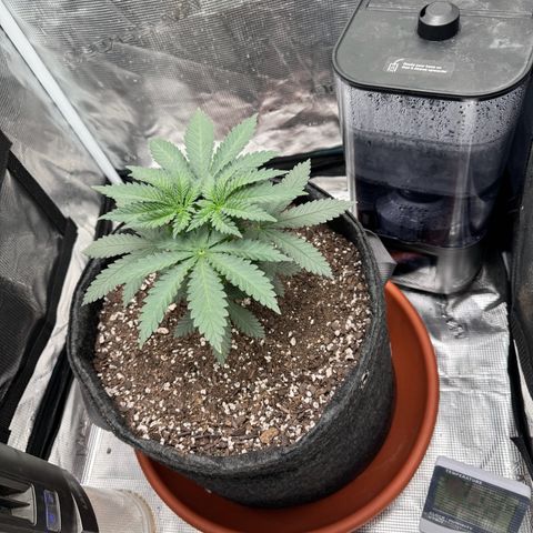Barney’s Farm Pineapple Chunk  growlog timeline photo