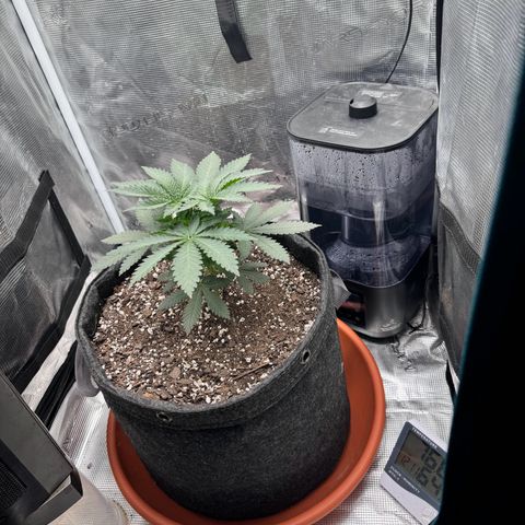 Barney’s Farm Pineapple Chunk  growlog photo: droopy picture at night 
