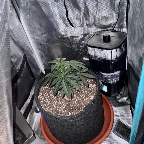 Barney’s Farm Pineapple Chunk  growlog photo: droopy picture at night 