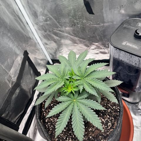 Barney’s Farm Pineapple Chunk  growlog timeline photo