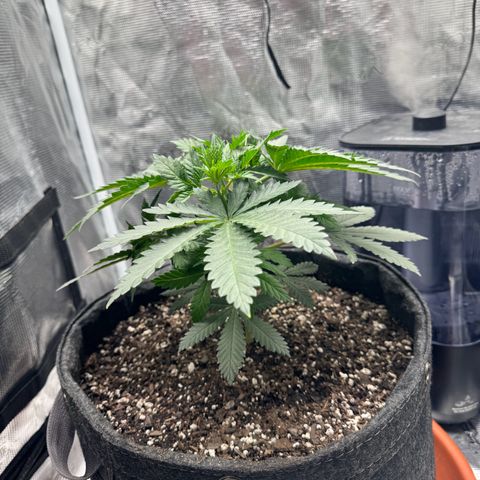 Barney’s Farm Pineapple Chunk  growlog timeline photo