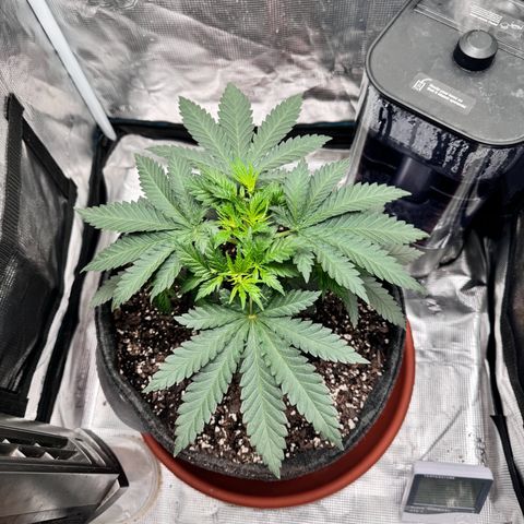 Barney’s Farm Pineapple Chunk  growlog timeline photo