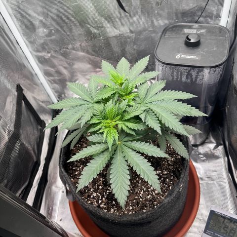 Barney’s Farm Pineapple Chunk  growlog timeline photo