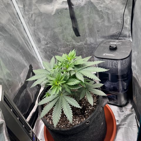 Barney’s Farm Pineapple Chunk  growlog timeline photo