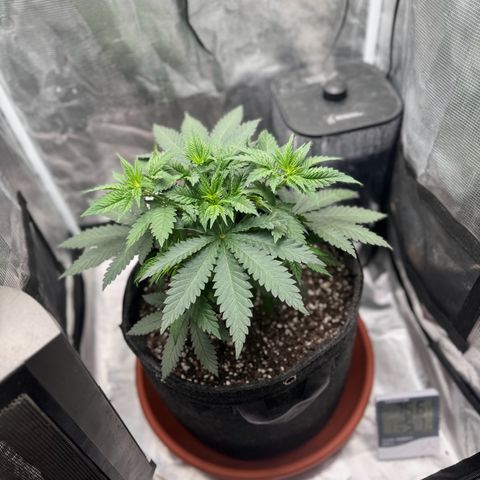 Barney’s Farm Pineapple Chunk  growlog timeline photo