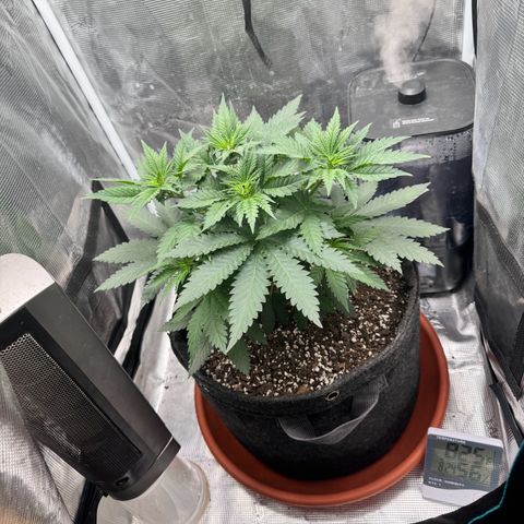 Barney’s Farm Pineapple Chunk  growlog timeline photo