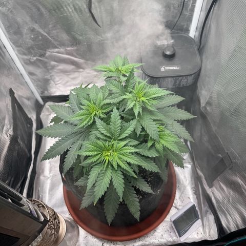 Barney’s Farm Pineapple Chunk  growlog photo: defoliated then watered with lotus nutes 1.75tsp and 1 gallon of 6.3 ph water 